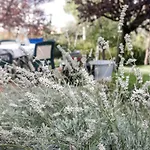 Della Lavanda 3* San Clemente (Rimini)